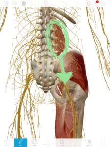京都市　中京区　四条大宮　藤枝整骨院　腰椎〜右側の臀部と大腿部の筋肉と神経を後ろから見た画像です。