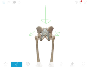 京都市 中京区 四条大宮 藤枝整骨院  骨盤と両大腿骨を後ろから見た図で矢印で体重のかかり方を表しています。