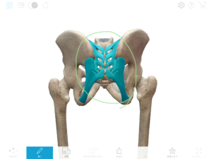 京都市 中京区 四条大宮 藤枝整骨院 骨盤を後ろから見た図で仙骨と腸骨が靭帯でつながっている部分を青くしています。