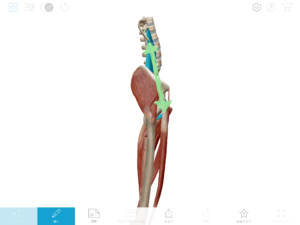 京都市 中京区 四条大宮 藤枝整骨院 大腿骨と骨盤と背骨を右側面から見た図で腸腰筋の付き方を表しています