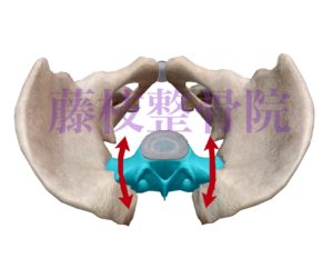 京都市中京区四条大宮藤枝整骨院　骨盤を上から見た図で仙骨の部分を青くしています。矢印で仙骨の水平面での運動を現しています