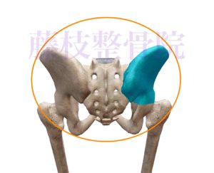 京都市中京区四条大宮藤枝整骨院　骨盤の骨格を背後から見た画像で骨盤全体をオレンジ色の丸印で囲っていて、右側の腸骨を青くしています