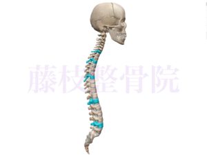京都市中京区四条大宮　藤枝整骨院　頭部、脊椎、仙骨の骨格を右側面から見た図で第7頸椎、第3胸椎、第7胸椎、第12胸椎、第4腰椎の部分を青くしています