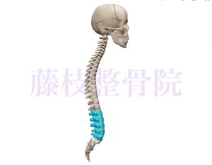京都市中京区四条大宮　藤枝整骨院　頭部、脊椎、仙骨の骨格を右側面から見た図で腰椎の部分を青くしています