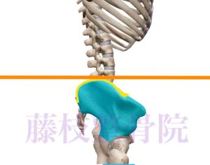 京都市中京区四条大宮藤枝整骨院　肋骨〜股関節の骨格を右側面から見た図です。右側の腸骨を骨盤を青くしています。腸骨陵の部分を黄色い線で強調し、オレンジ色の線でヤコビー線を書いています。