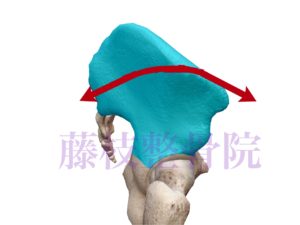 京都市中京区四条大宮藤枝整骨院右側の腸骨を右側面から見た図で腸骨の部分を青くしています。矢印で腸骨の前傾、後傾運動を現しています