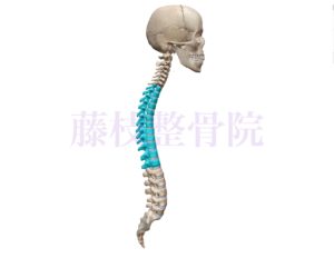 京都市中京区四条大宮　藤枝整骨院　頭部、脊椎、仙骨の骨格を右側面から見た図で胸椎の部分を青くしています