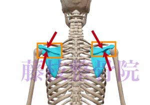 京都市中京区四条大宮　藤枝整骨院　頭部〜背部の骨格を背面から見た図です。左右の肩甲骨を青くしていて、肩甲棘の部分を四角いオレンジ色のラインで囲っています。肩甲棘を解りやすくするために赤い色の矢印も足しています。