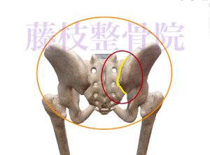 京都市中京区四条大宮藤枝整骨院　骨盤の骨格を背後から見た画像で骨盤全体をオレンジ色の丸印で囲っていて、仙腸関節の部分を赤い丸印で囲い、黄色い線で関節部分をなぞっています