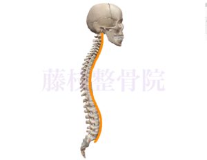 京都市中京区四条大宮藤枝整骨院　頭部、脊椎、仙骨の骨格を右側面から見た図で脊椎の湾曲に合わせてオレンジ色の線を書いています