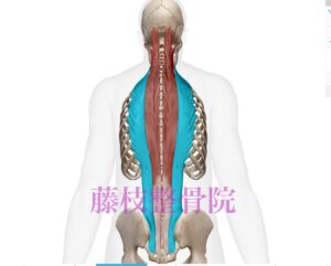 京都市　中京区　四条大宮　藤枝整骨院　背中の筋肉について　腸肋筋を青くしたイラストです