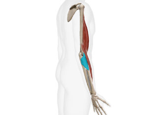 藤枝整骨院　回外筋について　回外筋は主に橈骨頭付近での回外動作を行います。