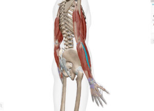 京都市　中京区藤枝整骨院
短橈側手根伸筋について

短橈側手根伸筋は手首を背屈、橈屈させる作用があります