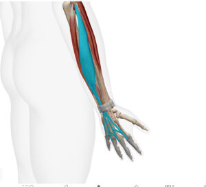 京都市　藤枝整骨院　指伸筋について　指伸筋は指の第二から第五関節の伸展を行います。