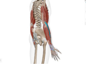 京都市　藤枝整骨院　長橈側手根伸筋について
長橈側手根伸筋は手足関節を背屈させる作用があります